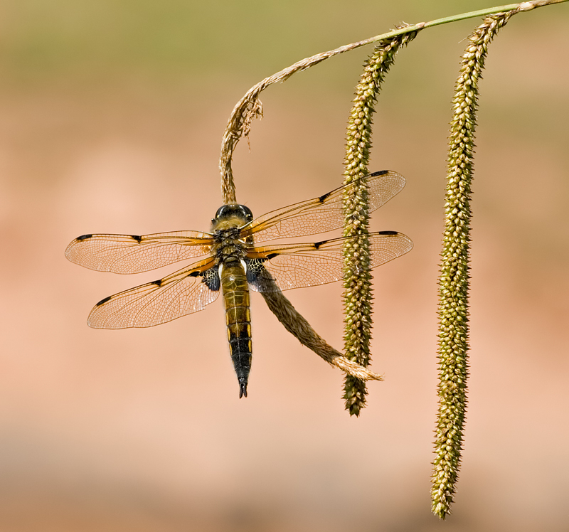 Four Spotted Chaser 1